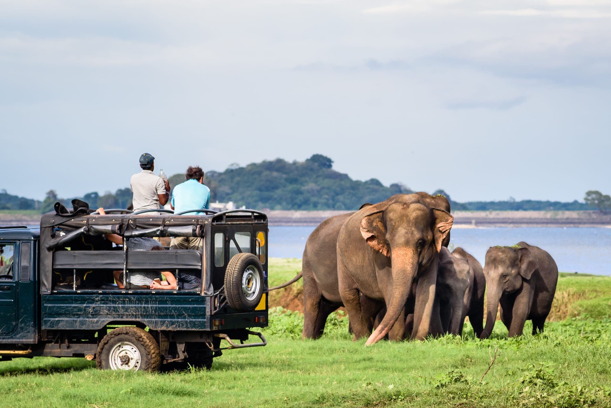 Sri Lanka Wildlife Guide The Ultimate Safari Adventure