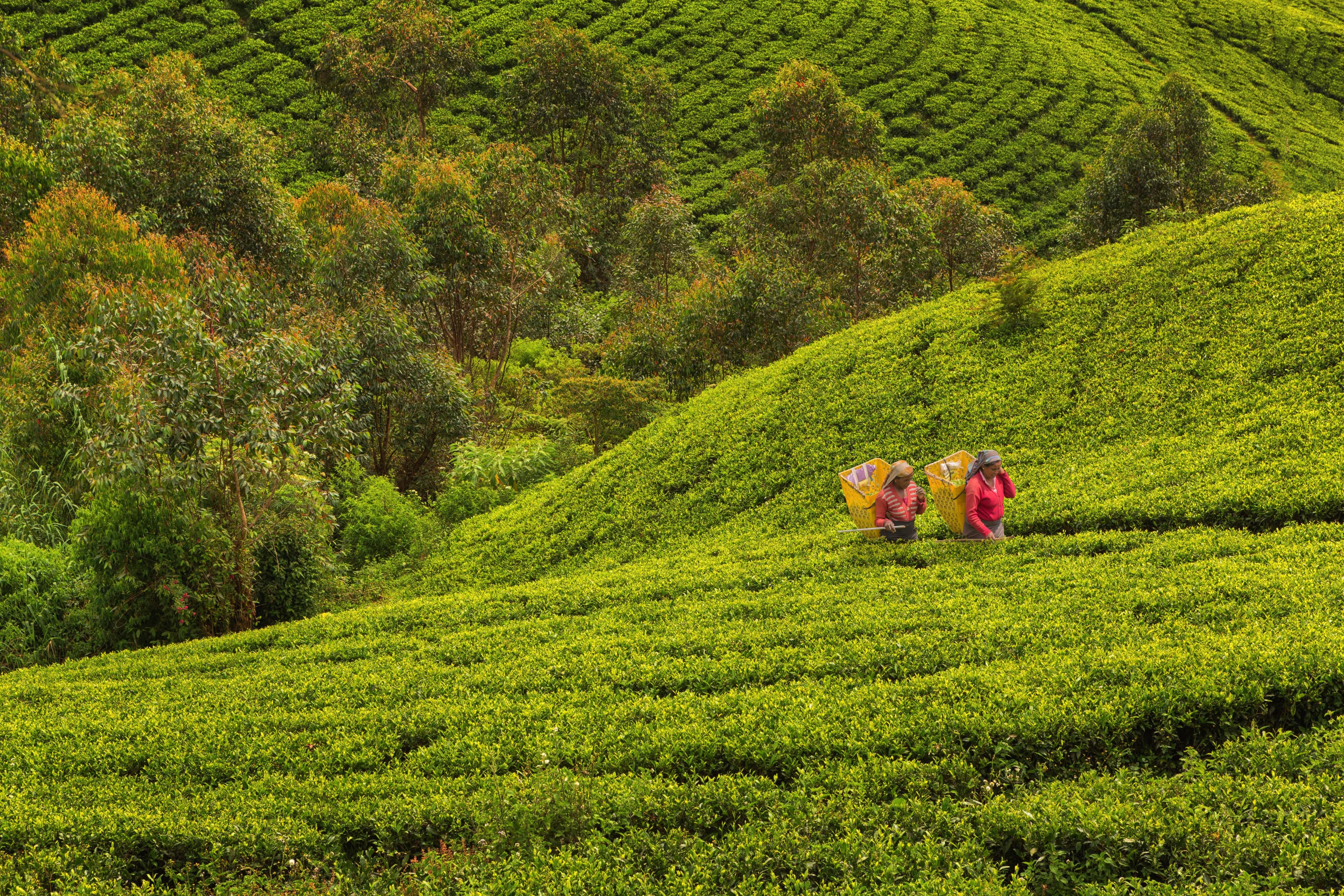 Sri Lanka’s Emerald Heart: Exploring the Lush Tea Country